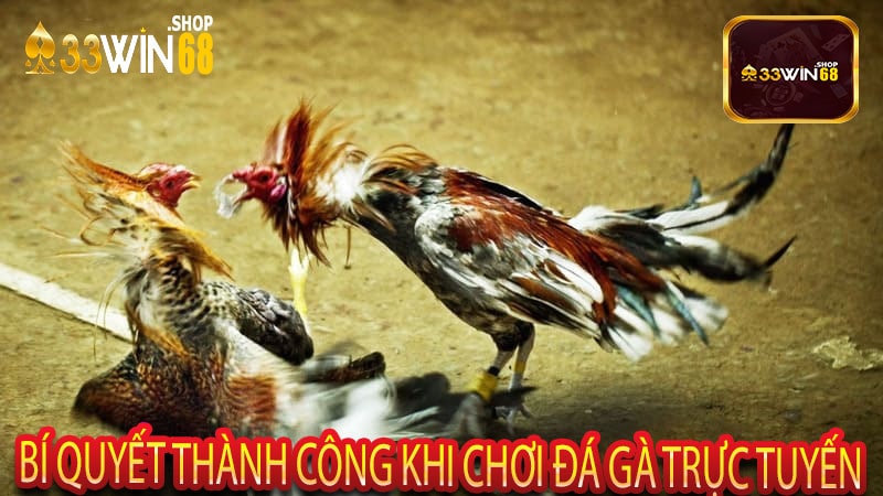 Bí Quyết Thành Công Khi Chơi Đá Gà Trực Tuyến